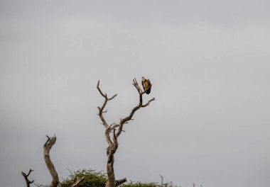 Doğal koşullarda sıradışı renkli Afrikalı kuşlarla güzel