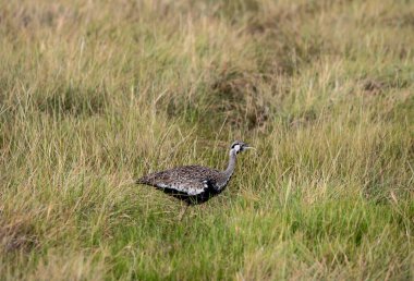 Doğal koşullarda sıradışı renkli Afrikalı kuşlarla güzel