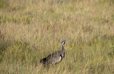 Doğal koşullarda sıradışı renkli Afrikalı kuşlarla güzel