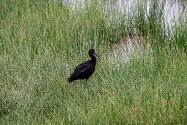 Doğal koşullarda sıradışı renkli Afrikalı kuşlarla güzel
