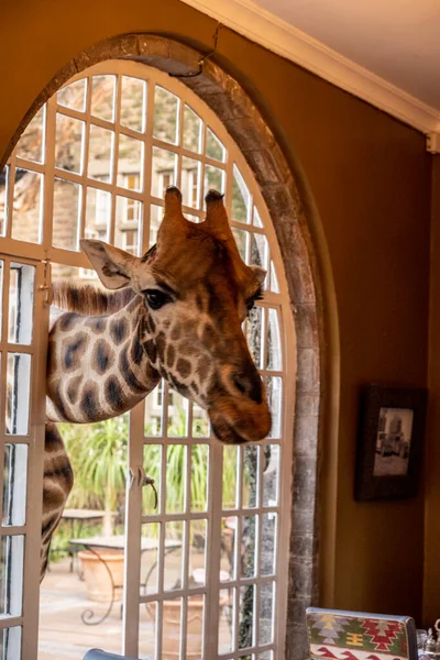 Girafes Forêt Est Venu Pour Petit Déjeuner Aux Gens — Photo