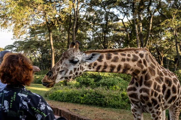 Ormandan gelenlerin ellerinden zürafaları beslemek.