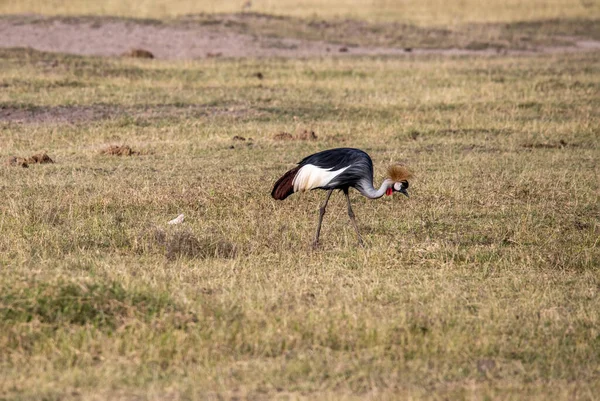 Schön Mit Ungewöhnlicher Färbung Afrikanische Vögel Unter Natürlichen Bedingungen — Stockfoto