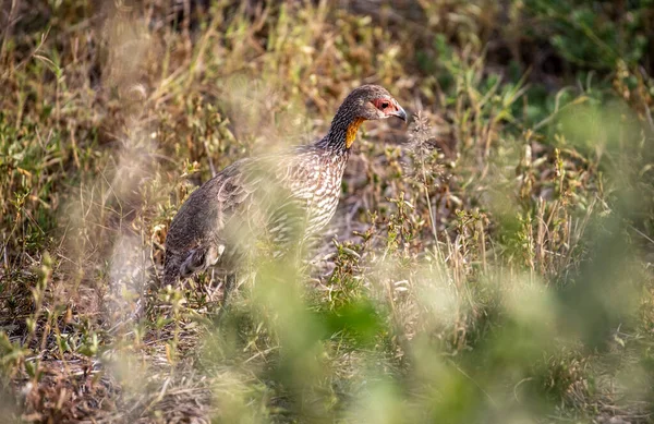 Schön Mit Ungewöhnlicher Färbung Afrikanische Vögel Unter Natürlichen Bedingungen — Stockfoto