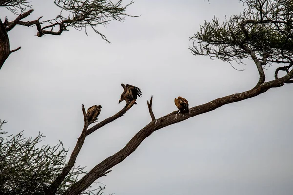 Красивые Необычной Окраской Африканские Птицы Естественных Условиях — стоковое фото