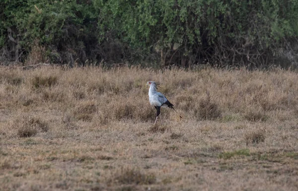 Bonito Importante Secretário Pássaro Caminha Grama Verde — Fotografia de Stock