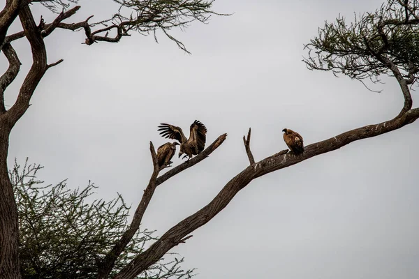 Mooi Met Ongewone Kleuren Afrikaanse Vogels Natuurlijke Omstandigheden — Stockfoto