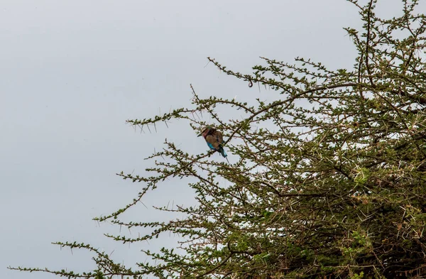 Красивые Необычной Окраской Африканские Птицы Естественных Условиях — стоковое фото