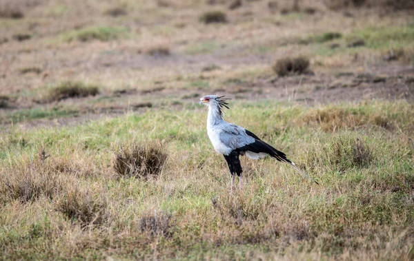 Schön Mit Ungewöhnlicher Färbung Afrikanische Vögel Unter Natürlichen Bedingungen — Stockfoto