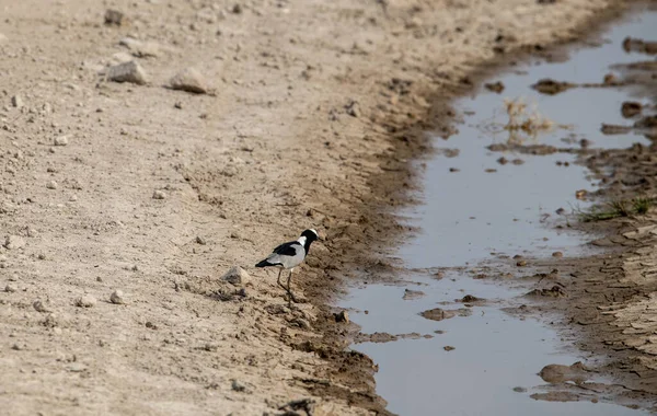 Hermoso Con Aves Africanas Colorantes Inusuales Condiciones Naturales — Foto de Stock