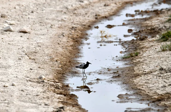 Beautiful Unusual Coloring African Birds Natural Conditions — Stock Photo, Image