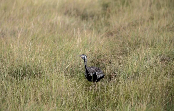 Schön Mit Ungewöhnlicher Färbung Afrikanische Vögel Unter Natürlichen Bedingungen — Stockfoto