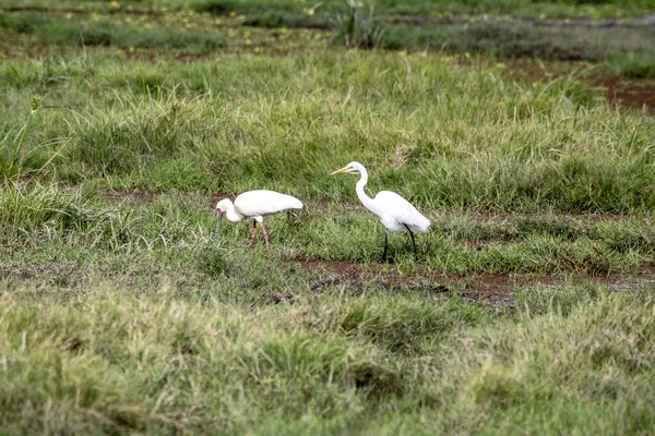 Schön Mit Ungewöhnlicher Färbung Afrikanische Vögel Unter Natürlichen Bedingungen — Stockfoto