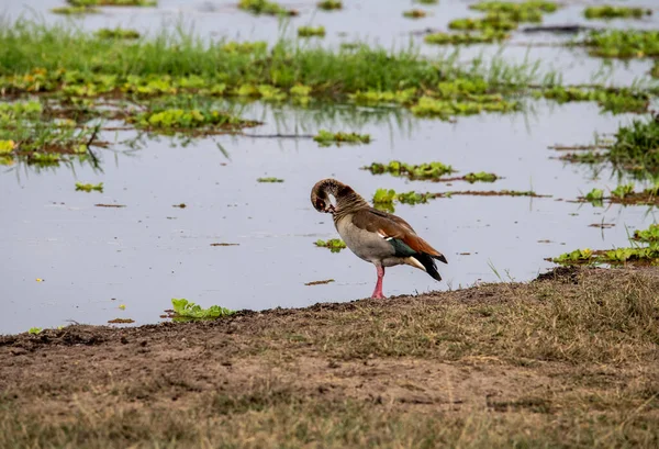 Bonito Com Coloração Incomum Pássaros Africanos Condições Naturais — Fotografia de Stock