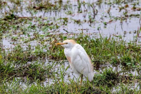 Vacker Med Ovanliga Färgning Afrikanska Fåglar Naturliga Förhållanden — Stockfoto