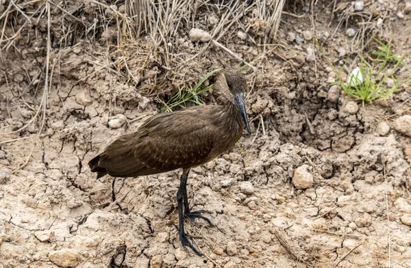 Schön Mit Ungewöhnlicher Färbung Afrikanische Vögel Unter Natürlichen Bedingungen — Stockfoto