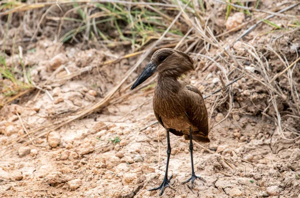 Beautiful Unusual Coloring African Birds Natural Conditions — Stock Photo, Image