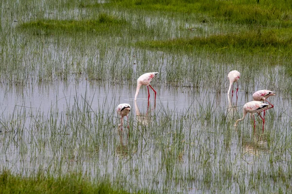 Розовые Фламинго Охотятся Озере Зеленой Водой Облачный День — стоковое фото