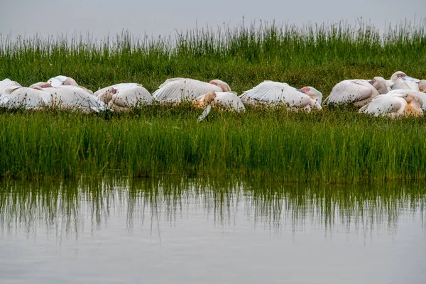 Schön Mit Ungewöhnlicher Färbung Afrikanische Vögel Unter Natürlichen Bedingungen — Stockfoto