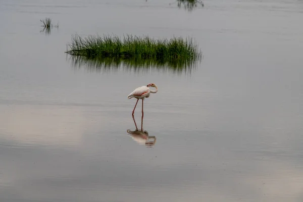 Flamingos Rosa Caçam Lago Com Água Verde Dia Nublado — Fotografia de Stock