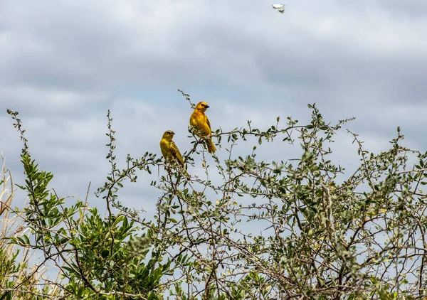 Hermoso Con Aves Africanas Colorantes Inusuales Condiciones Naturales — Foto de Stock