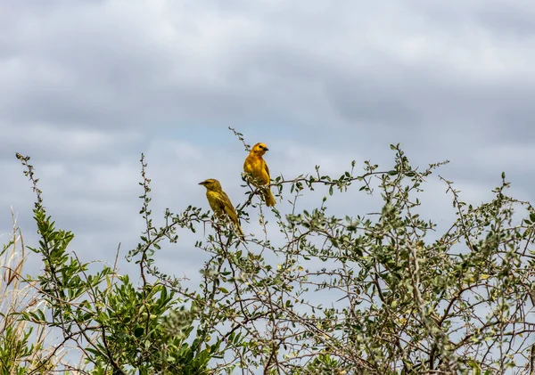 Hermoso Con Aves Africanas Colorantes Inusuales Condiciones Naturales — Foto de Stock