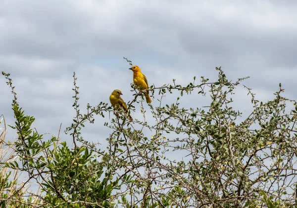 Hermoso Con Aves Africanas Colorantes Inusuales Condiciones Naturales — Foto de Stock