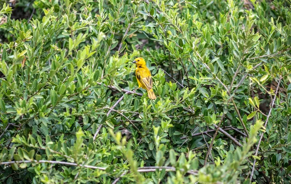 Schön Mit Ungewöhnlicher Färbung Afrikanische Vögel Unter Natürlichen Bedingungen — Stockfoto