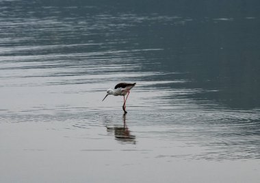 Doğal koşullarda sıradışı renkli Afrikalı kuşlarla güzel