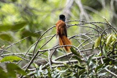 Doğal koşullarda sıradışı renkli Afrikalı kuşlarla güzel