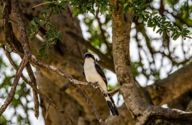 Doğal koşullarda sıradışı renkli Afrikalı kuşlarla güzel