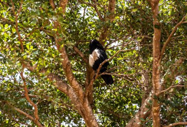 Doğal koşullarda sıradışı renkli Afrikalı kuşlarla güzel