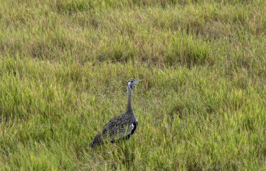 Doğal koşullarda sıradışı renkli Afrikalı kuşlarla güzel
