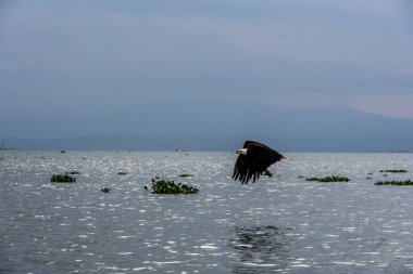 Siyah ve beyaz nehir kartalı gün batımında gölde avlanıyor. 