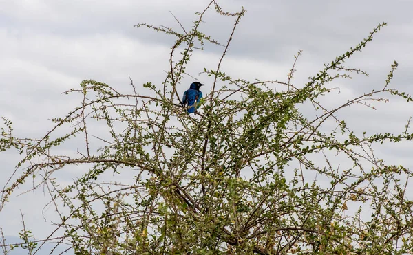 Schön Mit Ungewöhnlicher Färbung Afrikanische Vögel Unter Natürlichen Bedingungen — Stockfoto
