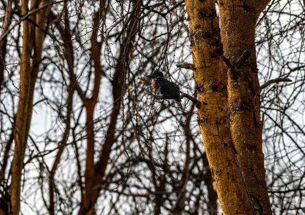 自然条件下でのアフリカの鳥の珍しい着色で美しい — ストック写真