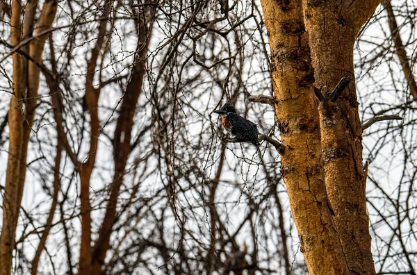 自然条件下でのアフリカの鳥の珍しい着色で美しい — ストック写真