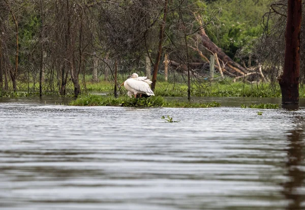 Vacker Med Ovanliga Färgning Afrikanska Fåglar Naturliga Förhållanden — Stockfoto