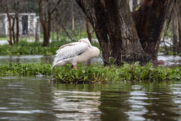 Schön Mit Ungewöhnlicher Färbung Afrikanische Vögel Unter Natürlichen Bedingungen — Stockfoto