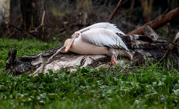 Belle Avec Coloration Inhabituelle Oiseaux Africains Dans Des Conditions Naturelles — Photo