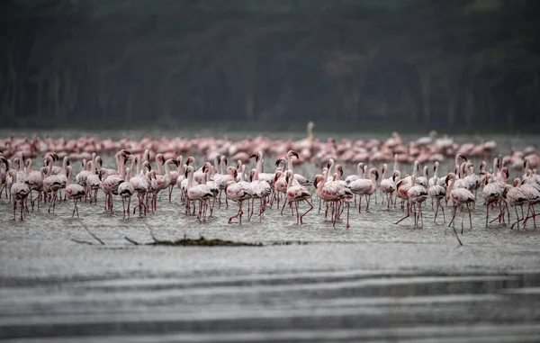 Pink Flamingos Hunt Lake Green Water Cloudy Day — Stock Photo, Image