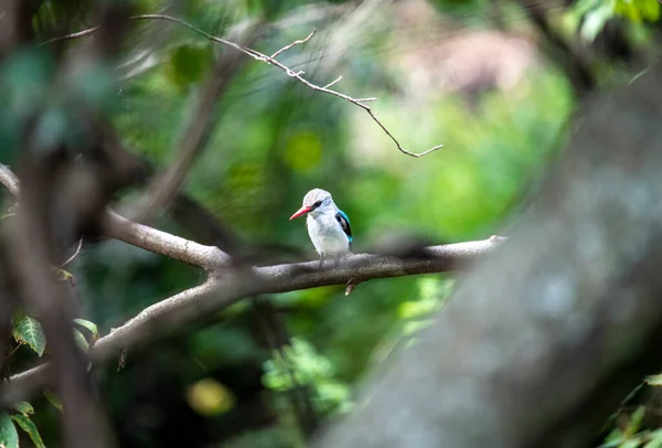 Bonito Com Coloração Incomum Pássaros Africanos Condições Naturais — Fotografia de Stock