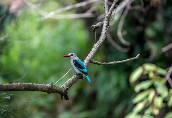 Doğal Koşullarda Sıradışı Renkli Afrikalı Kuşlarla Güzel — Stok fotoğraf