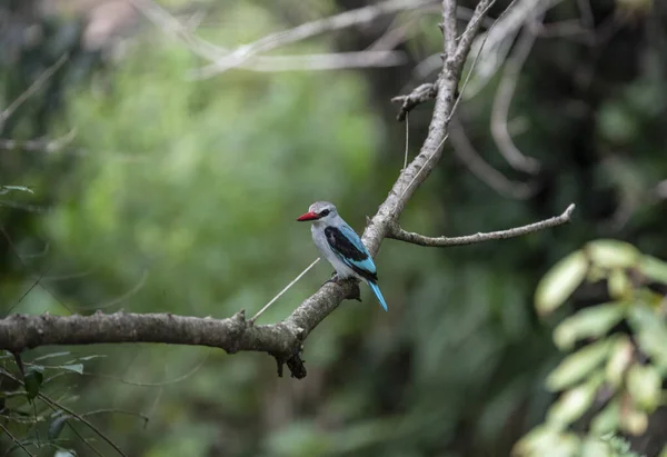 自然条件下でのアフリカの鳥の珍しい着色で美しい — ストック写真