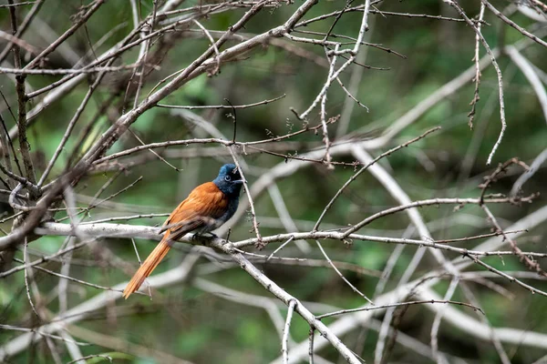 Mooi Met Ongewone Kleuren Afrikaanse Vogels Natuurlijke Omstandigheden — Stockfoto