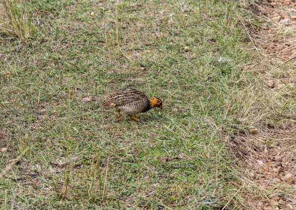 Schön Mit Ungewöhnlicher Färbung Afrikanische Vögel Unter Natürlichen Bedingungen — Stockfoto