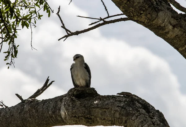 Hermoso Con Aves Africanas Colorantes Inusuales Condiciones Naturales — Foto de Stock