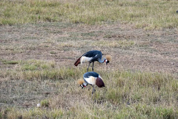 Bonito Com Coloração Incomum Pássaros Africanos Condições Naturais — Fotografia de Stock