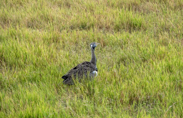 Schön Mit Ungewöhnlicher Färbung Afrikanische Vögel Unter Natürlichen Bedingungen — Stockfoto