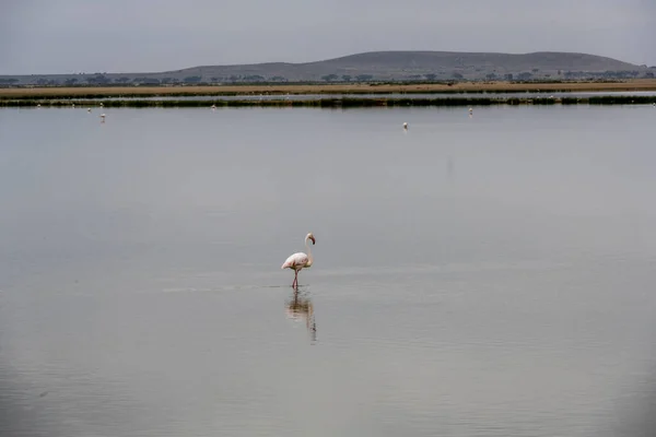 Розовые Фламинго Ищут Пищу Зеленой Воде Фоне Неба Над Озером — стоковое фото